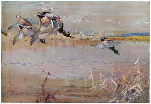 Canards chassés par un faucon, illustration de 